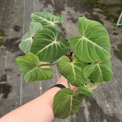 #212 Three x Headed Philodendron Gloriosum