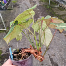 Load image into Gallery viewer, #212 Three x Headed Philodendron Gloriosum