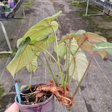 Load image into Gallery viewer, #212 Three x Headed Philodendron Gloriosum