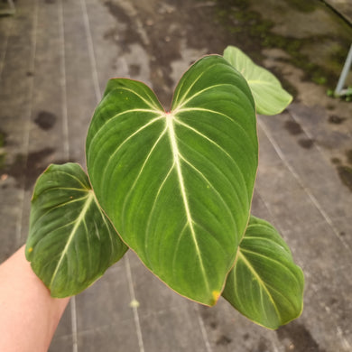 #230 Philodendron Gloriosum