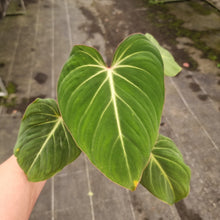 Load image into Gallery viewer, #230 Philodendron Gloriosum