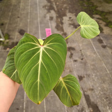 Load image into Gallery viewer, #230 Philodendron Gloriosum