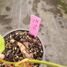 Load image into Gallery viewer, #230 Philodendron Gloriosum