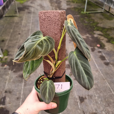 #71 Philodendron Melanochrysum