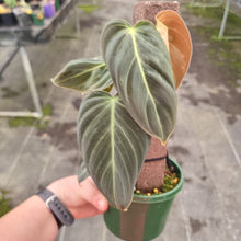 Load image into Gallery viewer, #71 Philodendron Melanochrysum