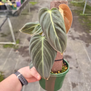 #71 Philodendron Melanochrysum