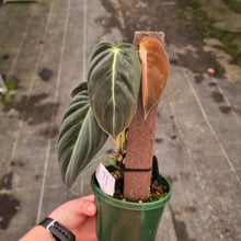 Load image into Gallery viewer, #71 Philodendron Melanochrysum