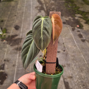 #71 Philodendron Melanochrysum