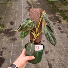 Load image into Gallery viewer, #71 Philodendron Melanochrysum