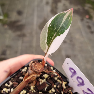 #992 Philodendron White Knight - Shot Base Cutting