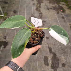 #77 Philodendron White Princess