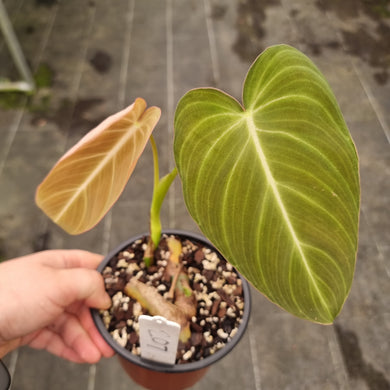 #207 Philodendron Glorious