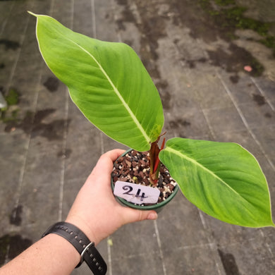 #24 Philodendron Geniculatum