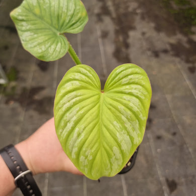 #135 Philodendron Silver Cloud