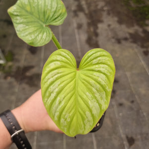 #135 Philodendron Silver Cloud