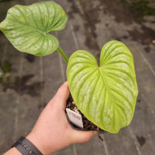Load image into Gallery viewer, #135 Philodendron Silver Cloud