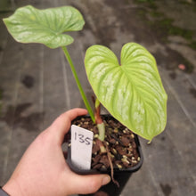 Load image into Gallery viewer, #135 Philodendron Silver Cloud