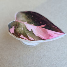 Load image into Gallery viewer, #I PHILODENDRON PINK PRINCESS POP SOCKET / PHONE GRIP