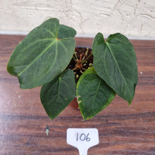 Load image into Gallery viewer, #106 Dark Anthurium NOID