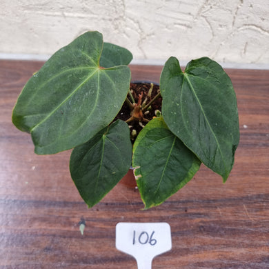 #106 Dark Anthurium NOID