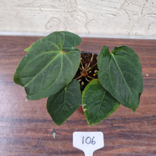 Load image into Gallery viewer, #106 Dark Anthurium NOID