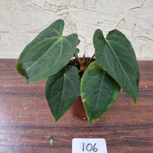 Load image into Gallery viewer, #106 Dark Anthurium NOID