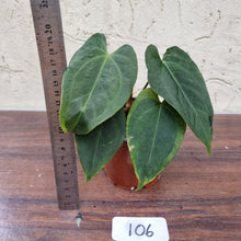 Load image into Gallery viewer, #106 Dark Anthurium NOID