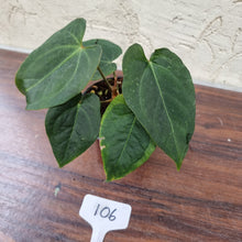 Load image into Gallery viewer, #106 Dark Anthurium NOID