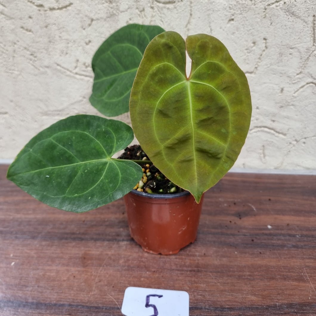 #5 Anthurium 'Dark Night'