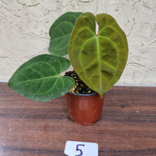 Load image into Gallery viewer, #5 Anthurium &#39;Dark Night&#39;
