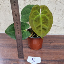 Load image into Gallery viewer, #5 Anthurium &#39;Dark Night&#39;