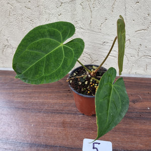 #5 Anthurium 'Dark Night'