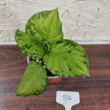 Load image into Gallery viewer, #86 Aglaonema Metallicum x Pictum Tricolor