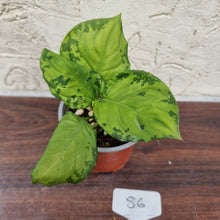 Load image into Gallery viewer, #86 Aglaonema Metallicum x Pictum Tricolor