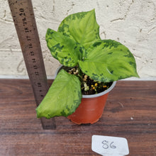 Load image into Gallery viewer, #86 Aglaonema Metallicum x Pictum Tricolor