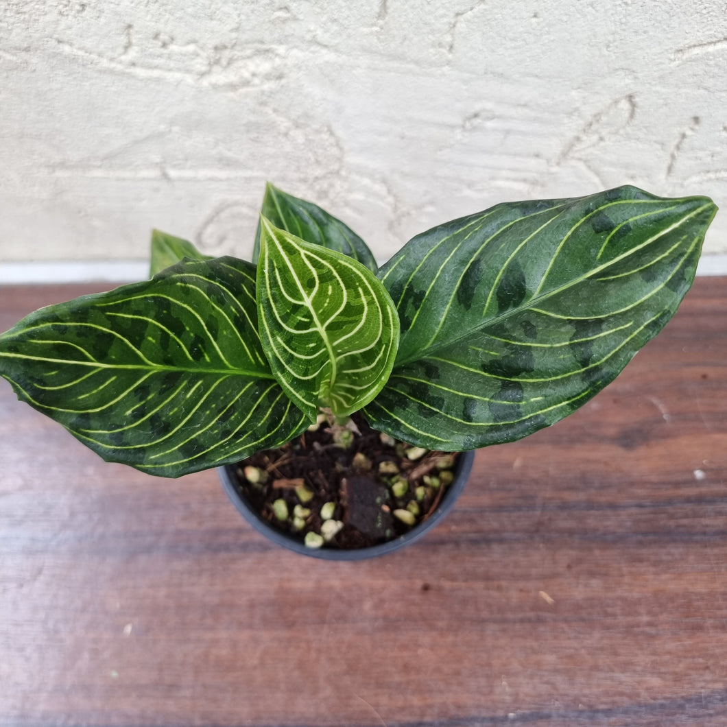 Aglaonema Rotundum x Tricolor