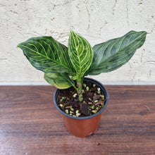 Load image into Gallery viewer, Aglaonema Rotundum x Tricolor