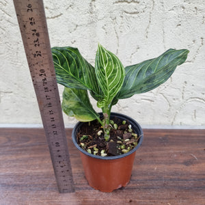 Aglaonema Rotundum x Tricolor