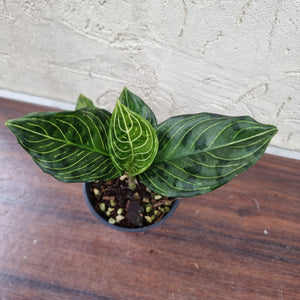 Aglaonema Rotundum x Tricolor