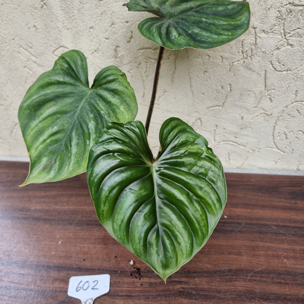 #602 Philodendron Plowmanii - Round Form