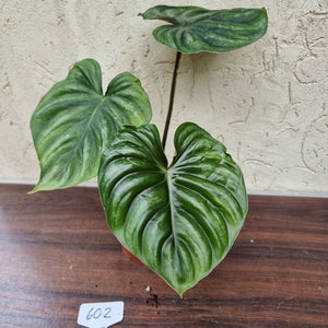 #602 Philodendron Plowmanii - Round Form