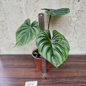 #602 Philodendron Plowmanii - Round Form