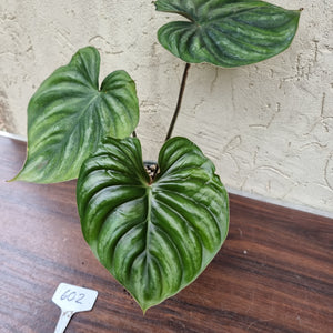 #602 Philodendron Plowmanii - Round Form