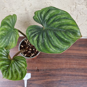 #602 Philodendron Plowmanii - Round Form