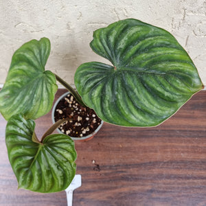 #602 Philodendron Plowmanii - Round Form