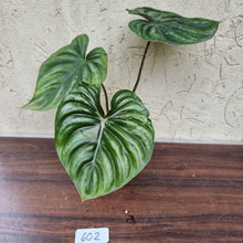 Load image into Gallery viewer, #602 Philodendron Plowmanii - Round Form