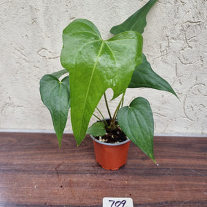 #709 Anthurium Macrolobium x