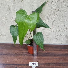 Load image into Gallery viewer, #709 Anthurium Macrolobium x