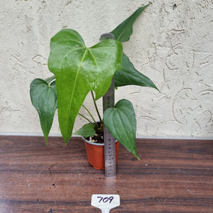 #709 Anthurium Macrolobium x