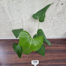 Load image into Gallery viewer, #709 Anthurium Macrolobium x